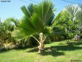 Pritchardia pacifica - palmier moyen exotique plein soleil 7m